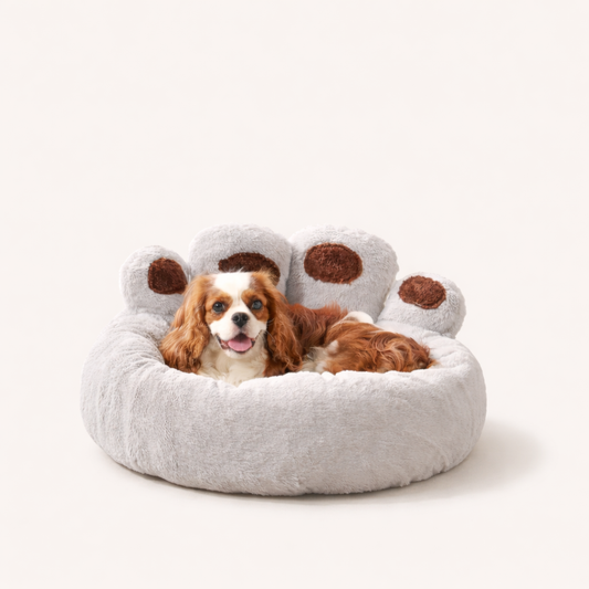 Cavalier King Charles Spaniel resting in Inspaws velvet calming paw dog bed in light grey white background