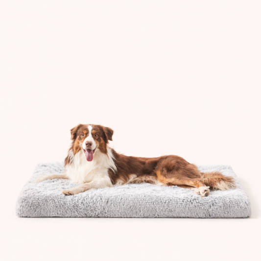 Dog resting on Inspaws orthopedic dog bed pillow in grey