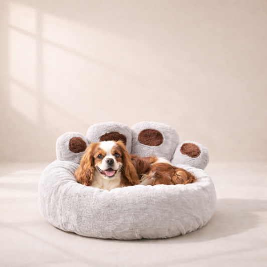 Cavalier King Charles Spaniel resting in Inspaws velvet calming paw dog bed in light grey