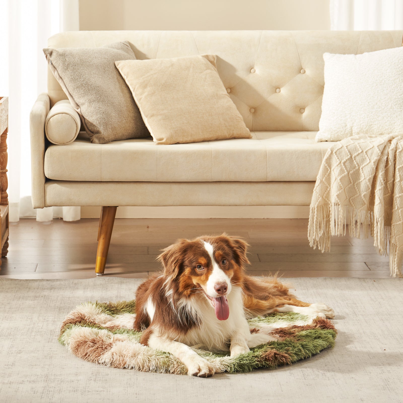 Border Collie lounging on Inspaws portable calming round pet mat in green camo in living room